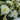 Elegant White and Yellow Floral Arrangement