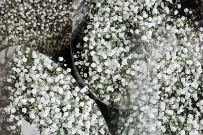 All About Baby’s Breath: Meaning, Symbolism and History