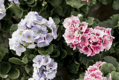 All About Hydrangeas: Meaning, Symbolism, & History