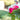 Fresh funeral flowers in Singapore featuring pink roses, white chrysanthemums, carnations, and lush greenery, thoughtfully arranged to express sympathy, remembrance, and quiet comfort.