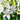 Elegant funeral wreath featuring fresh white lilies and lush green foliage, thoughtfully arranged to express sympathy, remembrance, and heartfelt condolences in Singapore.