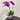 Amethyst Dream Floral Arrangement (JTA51) Joaquim Florist & Gifts